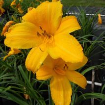 BUTTERED POPCORN 3 Daylily root fans image 3