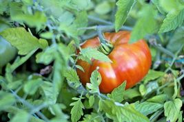 50 Bradley Bush Tomato Seeds 36&quot;Tall Vegetable Compact Garden Container - $17.98
