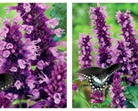 50 Seeds Black Adder Hummingbird Mint Garden - $34.93