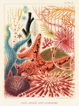 12802.Poster print.Room Wall design.1893 Great Barrier Australian Reef.Star Fish - £12.74 GBP+