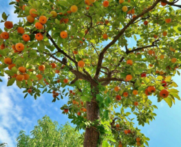 8-12&quot; Tall Live Potted Plants 2 American Persimmon Trees Diospyros virginiana - £62.68 GBP