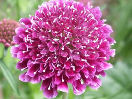 50 Finest Mixed Colors Scabiosa Atropurpurea Pin Cushion Flower Bulk Seeds - $220.55 MXN