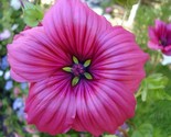 Sale 10 Seeds Vulcan Malope Trifida/Mallowwort/Mallow Flower USA - £7.89 GBP