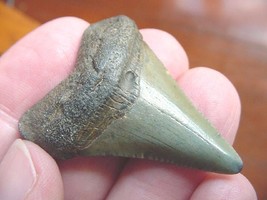 (S-228-i) 1-5/8&quot; Fossil MEGALODON Shark Tooth Teeth JEWELRY I love sharks - $34.58