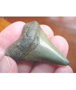 (S-228-i) 1-5/8&quot; Fossil MEGALODON Shark Tooth Teeth JEWELRY I love sharks - £27.03 GBP