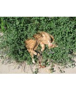 SEEDS For U &amp; Your Cats- CATNIP Nepeta Cataria - Sedate Relax Herbal Med... - $3.73 CAD+