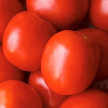 New Fresh Saucy Lady Tomato Seeds Organic - $4.98