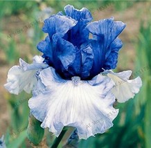 US Seller 50 Seeds Iris Flowers White &amp; Blue Damask - £4.24 GBP