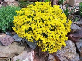 100 seeds, GOLDEN TUFT ALYSSUM Basket of Gold - Yellow Alyssum Seeds, pe... - $5.00