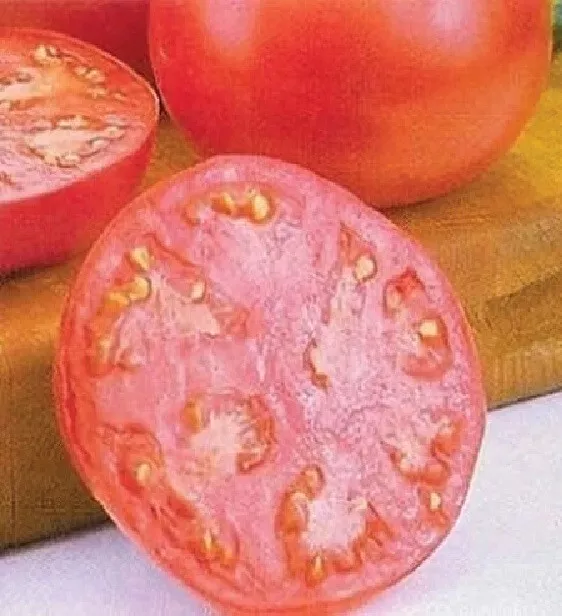 SR 50 Pink Girl Tomato Tomatoe Vegetable Garden Edible Canning Planting Seeds - £6.70 GBP