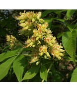 1-2 year old plant Yellow buckeye ( Aesculus flava ), 4-8 inches tall, d... - $406.73 MXN