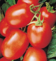 25 Pc Seeds Roma Tomato Vegetable Plant, Tomato Solanum Lycopersicum Seeds | RK - £19.88 GBP