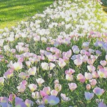 300 Pale Evening Primrose Flower Seeds Wildflower Poor Soils Cold Heat D... - $2.75