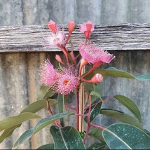 Eucalyptus Hybrid Seeds Pack (100) - Grow Your Own Fragrant Garden, Perf... - $9.50