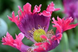 HS Purple Pink Poppy Drama Queen Flowers New Crop Garden 100 Seeds - $8.33