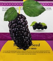 US Seller Pack 100Pcs Mulberry Seeds Blackish Purple Big Fruit Edible Fa... - £12.32 GBP