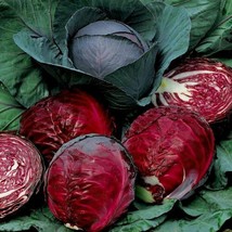 SR Red Acre Cabbage Seeds | Non-Gmo | Fresh Garden 200+ Seeds| Heirloom| - $5.63