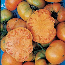 50 Seeds Golden Ponderosa Tomato Juicy Tomatoe Vegetable Garden Fresh USA Shippi - £7.47 GBP