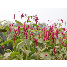 USA SELLER Polygonum Orientale Seeds Kiss Me Over The Garden Gate Princess Feath - $9.96