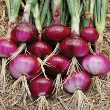 200 Red Burgundy Onion Seeds 2024 Heirloom Seed Usa Fresh Garden - £4.77 GBP