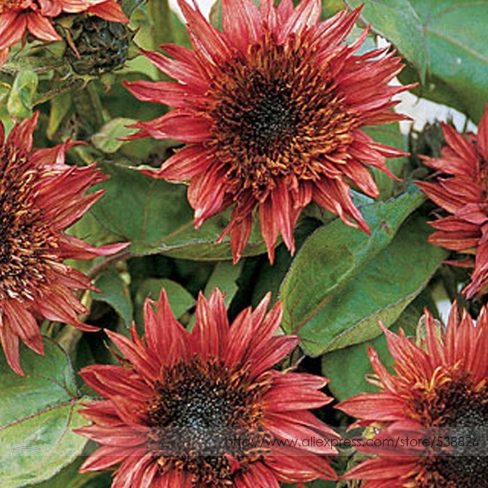 Double Dandy Sunflower Ornamental Seeds Pack 15 Seeds Heavily Ruffled Bl... - $7.10