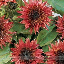 Double Dandy Sunflower Ornamental Seeds Pack 15 Seeds Heavily Ruffled Bl... - $131.80 MXN