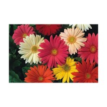 Premier Seeds Direct GBR01F Gerbera Jamesonii Hybrids Mix Seeds (Pack of... - $152.29 MXN