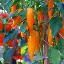“ 20 PCS SEEDS Chilli Bulgarian Carrot Hot Pepper Seeds GIM “ - £7.69 GBP