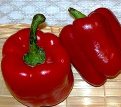 200 Pepper Seeds Sweet Autumn Bell 70 Days Red Bell Pepper Seeds Garden USA - $14.00