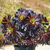 Aeonium &#39;Zwartkop&#39; Seeds Black Master Succulent Plants Perennial - 200 S... - $10.41