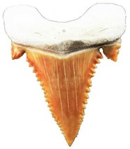 PALAEOCARCHARODON SHARK TOOTH REAL FOSSIL GREAT WHITE PYGMY EXTINCT SERR... - $9.85