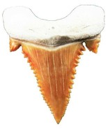 PALAEOCARCHARODON SHARK TOOTH REAL FOSSIL GREAT WHITE PYGMY EXTINCT SERR... - $9.85