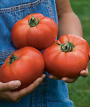 New Fresh Seeds Large Beefsteak Amish Tomato 2 Lb 50 Seeds Fast Ship - £7.02 GBP