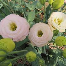 20 SEEDS baby pink CAMELLIA GRANDIFLORA flower exotic garden - $10.64