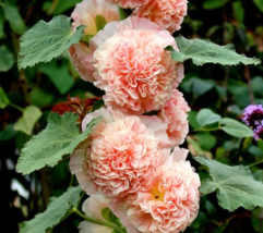 Hollyhock Chater&#39;s Double Salmon Peony Flowered Blooms Biennial Non Gmo 25 Seeds - £8.31 GBP