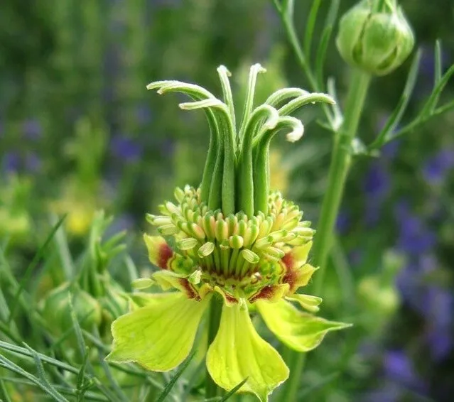 40 Seeds Nigella Transformer - $188.39 MXN