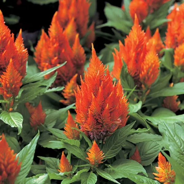 Celosia Seeds 50 Seeds Celosia Castle Orange Cocks Comb Seeds Cut Flower Fresh S - $25.50