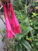 Item image 1 image 1