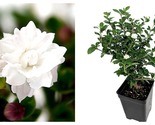 Top Seller - Double White Serissa Tree 2.5&quot; Pot House Plant Garden Plant... - £29.82 GBP