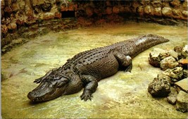 Huge Florida Alligator Sarasota Jungle Gardens Postcard Unposted - £7.85 GBP