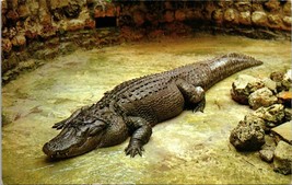 Huge Florida Alligator Sarasota Jungle Gardens Postcard Unposted - £7.71 GBP