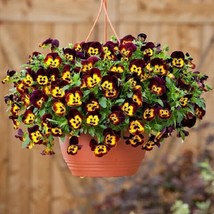 15 Pansy Seeds Cool Wave Fire Trailing Pansy (Hanging Pansy) Garden USA Seeds - $9.50