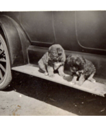 Puppies On Running Boards Antique Car Photograph Found Photo Dogs Automo... - £7.87 GBP