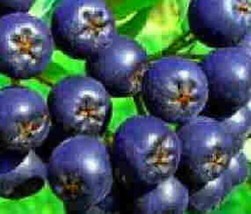 Aronia tree blueberry flavored fruit on shrub size Hardy berry juice LIV... - £29.56 GBP