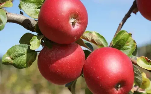 Fresh 25 Red Windsor Apple Seeds - £11.95 GBP