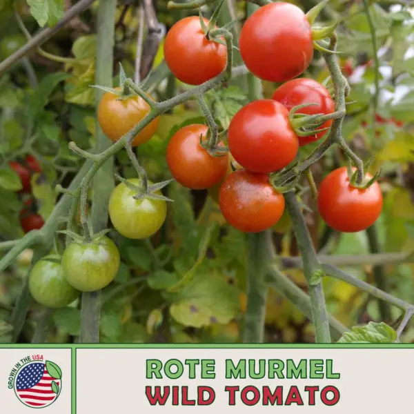 10 Jory Tomato Seeds Organic Open Pollinated Non Gmo Fresh Garden Beautiful - £8.72 GBP