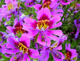 100 Pc Seeds Schizanthus Wisetonensis Plant, Butterfly Flower Seeds for Planting - $18.90
