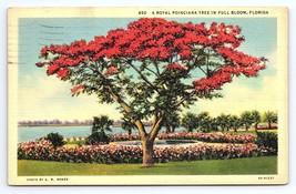 Postcard Royal Poinciana Tree in Full Bloom Florida - £2.80 GBP