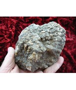 (DF843-102) Fossil REAL DINOSAUR POOP Coprolite scat Dino Valley Utah DU... - $65.99