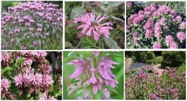 Pink Monardo Bee Balm Very Pretty Flower 25 Seeds USA Garden - $8.97